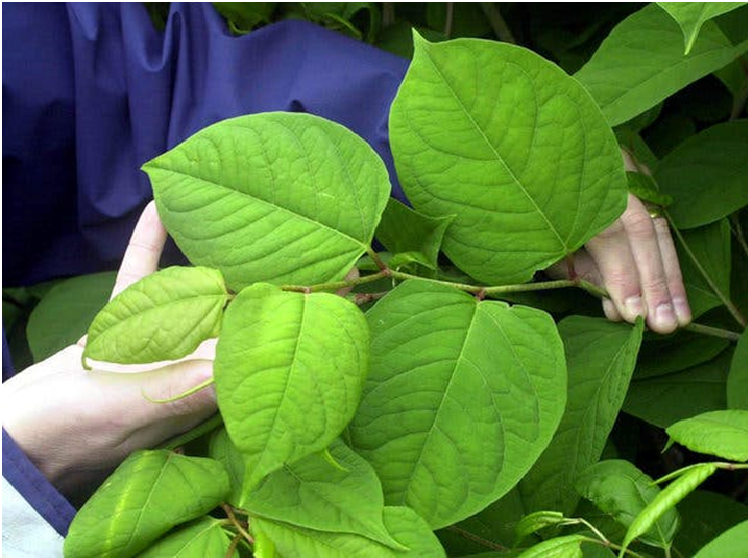 Reliable Outlet for Japanese Knotweed Eradication in England