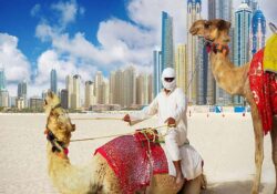 Dubai Camel Riding